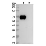 SDS-PAGE - Zilovertamab Biosimilar - Anti-ROR1 Antibody - BSA and Azide free (A339126) - Antibodies.com