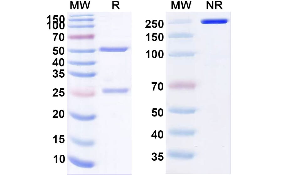 SDS-PAGE - STT-5058 Biosimilar - Anti-Apolipoprotein CIII Antibody - BSA and Azide free (A339127) - Antibodies.com