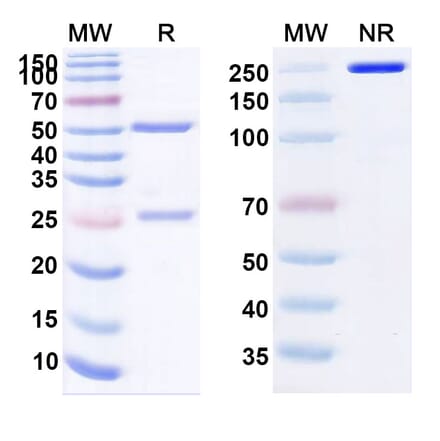 SDS-PAGE - STT-5058 Biosimilar - Anti-Apolipoprotein CIII Antibody - BSA and Azide free (A339127) - Antibodies.com