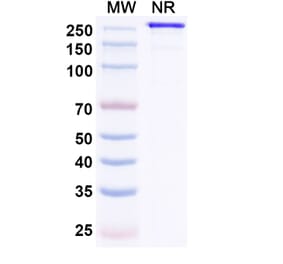 SDS-PAGE - MEDI3185 Biosimilar - Anti-CXCR4 Antibody - BSA and Azide free (A339129) - Antibodies.com