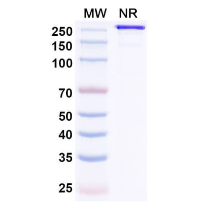 SDS-PAGE - MEDI3185 Biosimilar - Anti-CXCR4 Antibody - BSA and Azide free (A339129) - Antibodies.com