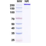 SDS-PAGE - MEDI3185 Biosimilar - Anti-CXCR4 Antibody - BSA and Azide free (A339129) - Antibodies.com