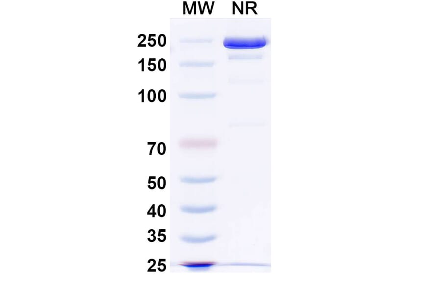 SDS-PAGE - MEDI3185 Biosimilar - Anti-CXCR4 Antibody - BSA and Azide free (A339129) - Antibodies.com