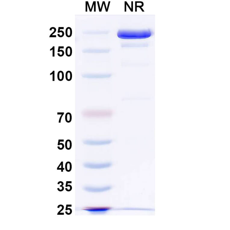 SDS-PAGE - MEDI3185 Biosimilar - Anti-CXCR4 Antibody - BSA and Azide free (A339129) - Antibodies.com
