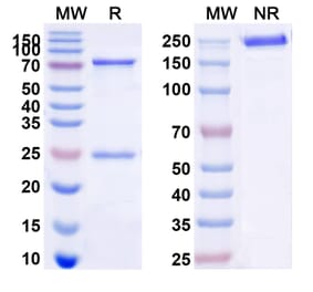 SDS-PAGE - Anti-CD22 Antibody [M971] Biosimilar - BSA and Azide free (A339131) - Antibodies.com