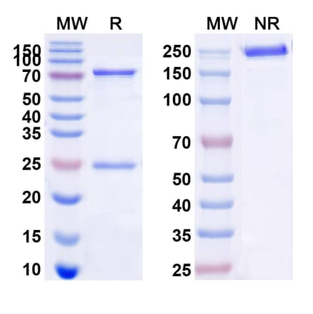 SDS-PAGE - Anti-CD22 Antibody [M971] Biosimilar - BSA and Azide free (A339131) - Antibodies.com