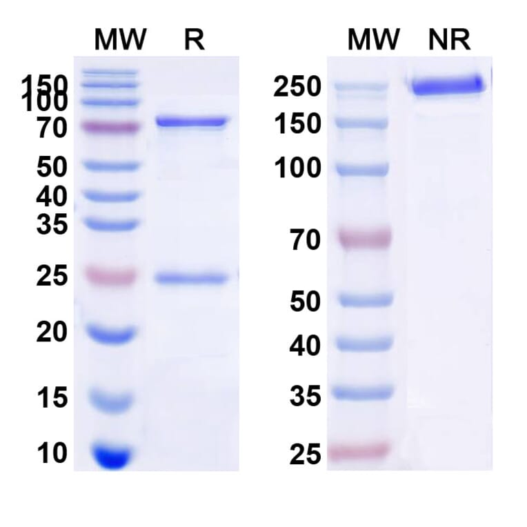SDS-PAGE - Anti-CD22 Antibody [M971] Biosimilar - BSA and Azide free (A339131) - Antibodies.com