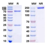 SDS-PAGE - Anti-CD22 Antibody [M971] Biosimilar - BSA and Azide free (A339131) - Antibodies.com