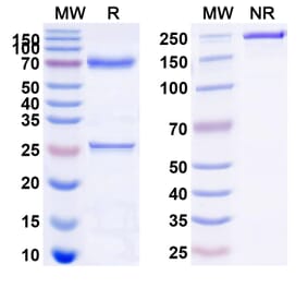 SDS-PAGE - Anti-CD22 Antibody [M972] Biosimilar - BSA and Azide free (A339132) - Antibodies.com