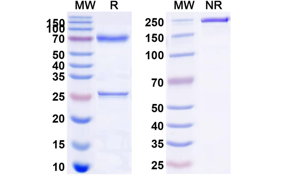 SDS-PAGE - Anti-CD22 Antibody [M972] Biosimilar - BSA and Azide free (A339132) - Antibodies.com