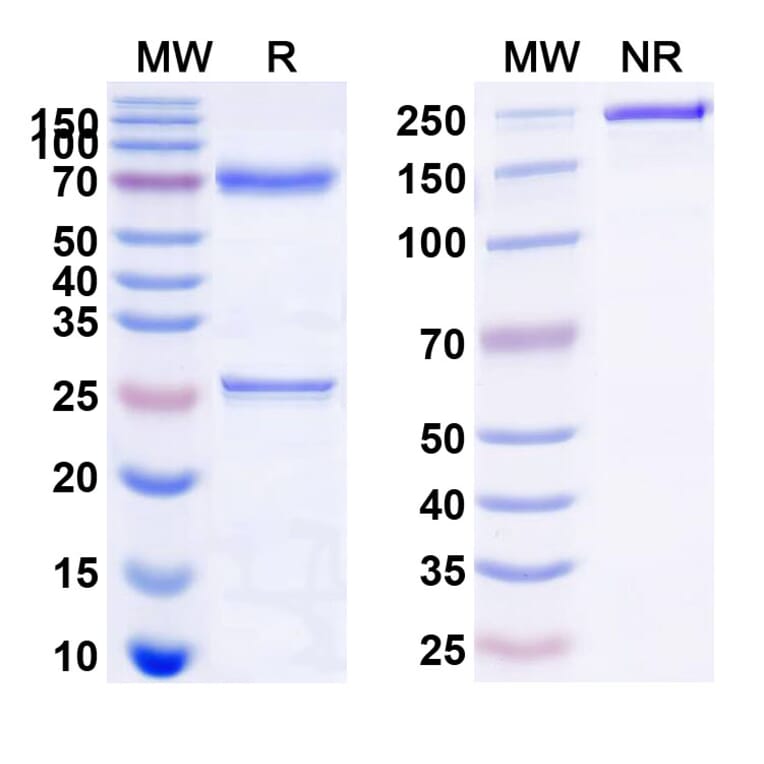 SDS-PAGE - Anti-CD22 Antibody [M972] Biosimilar - BSA and Azide free (A339132) - Antibodies.com