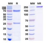 SDS-PAGE - Anti-CD22 Antibody [M972] Biosimilar - BSA and Azide free (A339132) - Antibodies.com