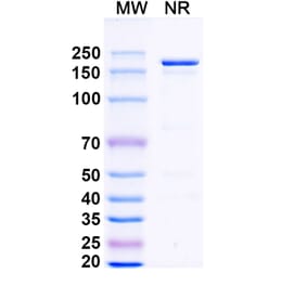 SDS-PAGE - Dovanvetmab Biosimilar - Anti-IL-31 Antibody - BSA and Azide free (A339134) - Antibodies.com