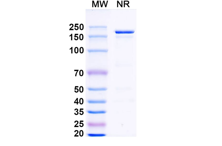 SDS-PAGE - Dovanvetmab Biosimilar - Anti-IL-31 Antibody - BSA and Azide free (A339134) - Antibodies.com