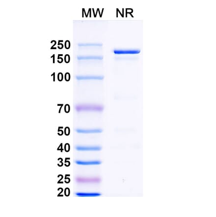 SDS-PAGE - Dovanvetmab Biosimilar - Anti-IL-31 Antibody - BSA and Azide free (A339134) - Antibodies.com