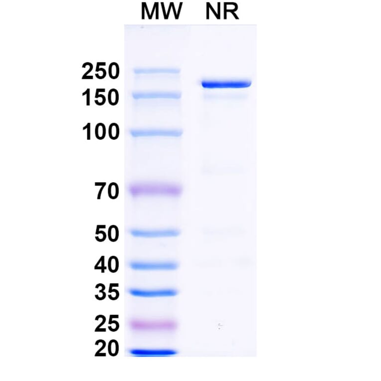 SDS-PAGE - Dovanvetmab Biosimilar - Anti-IL-31 Antibody - BSA and Azide free (A339134) - Antibodies.com