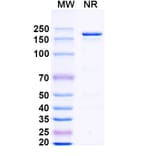 SDS-PAGE - Dovanvetmab Biosimilar - Anti-IL-31 Antibody - BSA and Azide free (A339134) - Antibodies.com