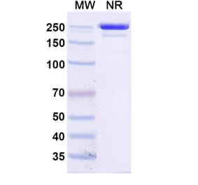 SDS-PAGE - Socazolimab Biosimilar - Anti-PD-L1 Antibody - BSA and Azide free (A339135) - Antibodies.com
