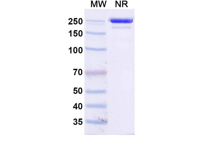 SDS-PAGE - Socazolimab Biosimilar - Anti-PD-L1 Antibody - BSA and Azide free (A339135) - Antibodies.com