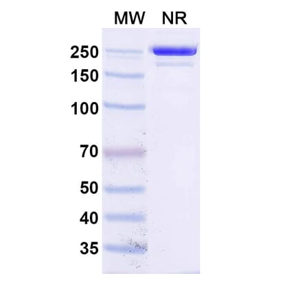 SDS-PAGE - Socazolimab Biosimilar - Anti-PD-L1 Antibody - BSA and Azide free (A339135) - Antibodies.com