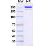 SDS-PAGE - Socazolimab Biosimilar - Anti-PD-L1 Antibody - BSA and Azide free (A339135) - Antibodies.com