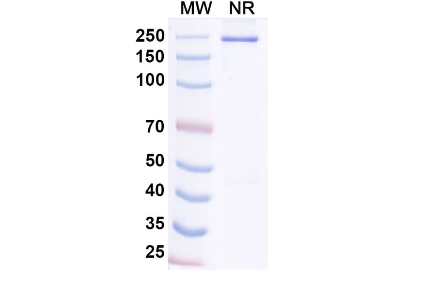 SDS-PAGE - Socazolimab Biosimilar - Anti-PD-L1 Antibody - BSA and Azide free (A339135) - Antibodies.com