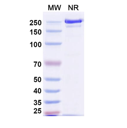 SDS-PAGE - Tagitanlimab Biosimilar - Anti-PD-L1 Antibody - BSA and Azide free (A339136) - Antibodies.com