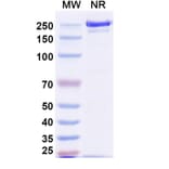 SDS-PAGE - Tagitanlimab Biosimilar - Anti-PD-L1 Antibody - BSA and Azide free (A339136) - Antibodies.com