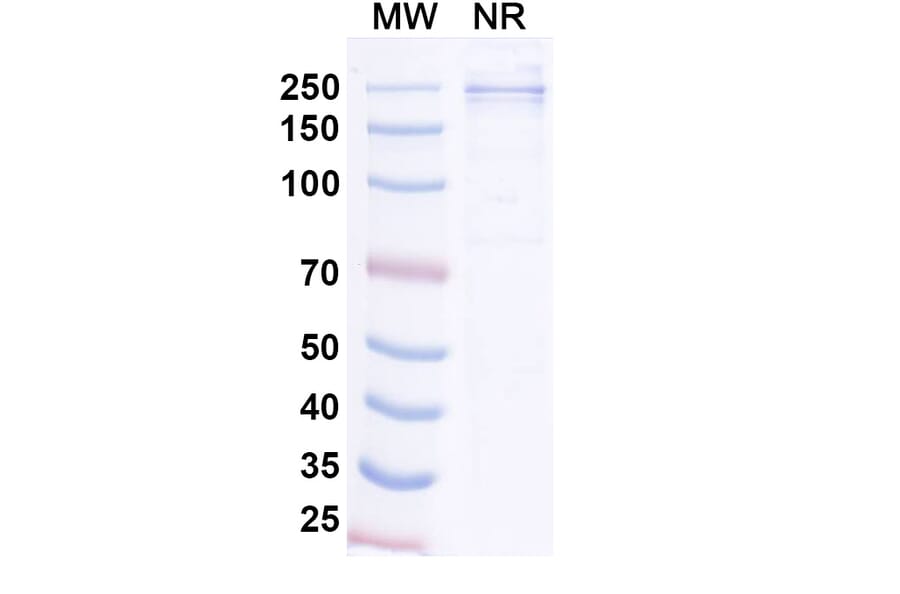 SDS-PAGE - Tagitanlimab Biosimilar - Anti-PD-L1 Antibody - BSA and Azide free (A339136) - Antibodies.com