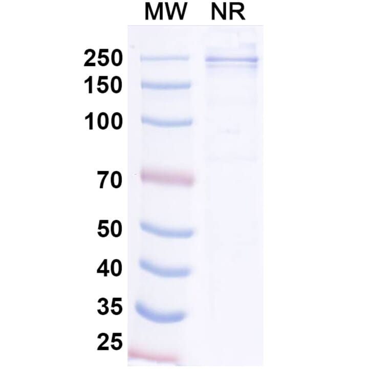 SDS-PAGE - Tagitanlimab Biosimilar - Anti-PD-L1 Antibody - BSA and Azide free (A339136) - Antibodies.com