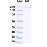 SDS-PAGE - Tagitanlimab Biosimilar - Anti-PD-L1 Antibody - BSA and Azide free (A339136) - Antibodies.com