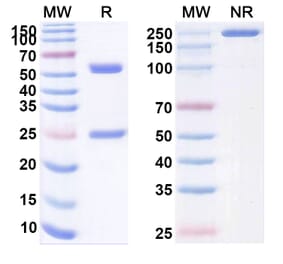 SDS-PAGE - Mupadolimab Biosimilar - Anti-CD73 Antibody - BSA and Azide free (A339139) - Antibodies.com