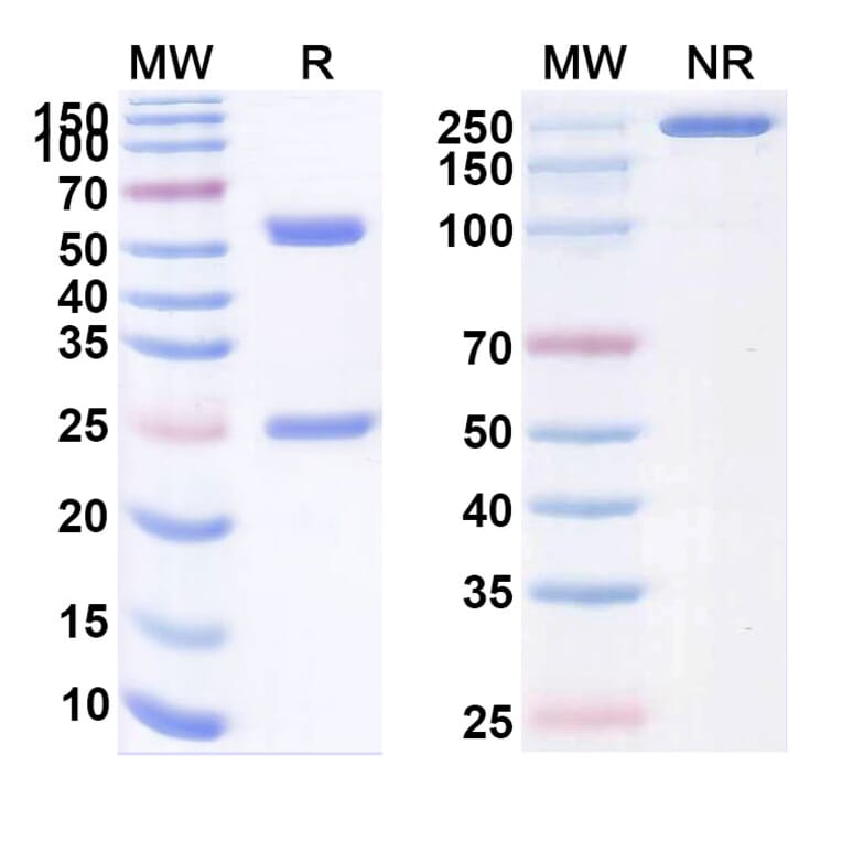 SDS-PAGE - Mupadolimab Biosimilar - Anti-CD73 Antibody - BSA and Azide free (A339139) - Antibodies.com