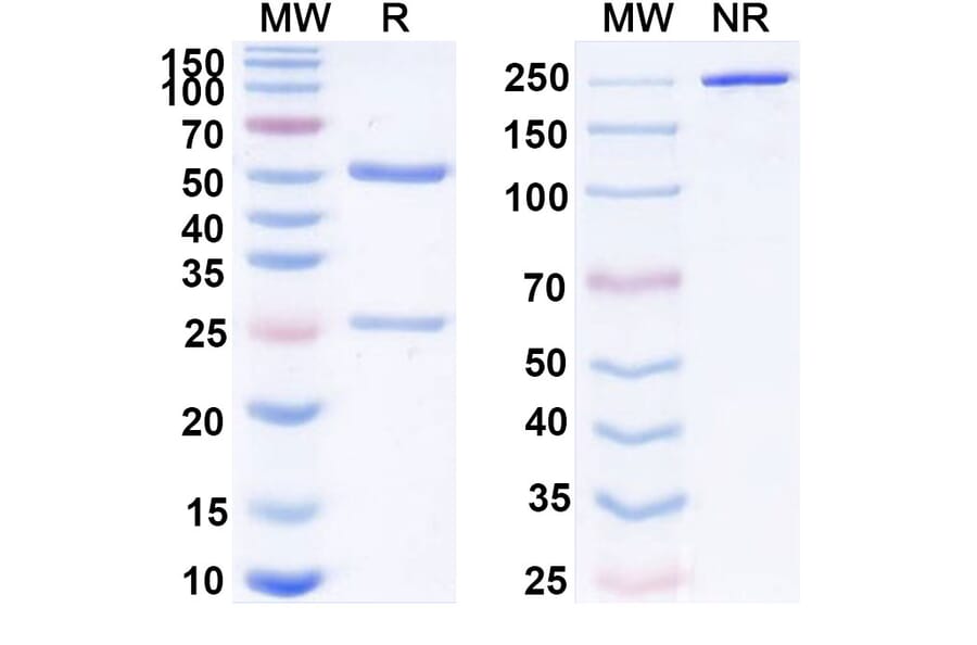 SDS-PAGE - Nofazinlimab Biosimilar - Anti-PD 1 Antibody - BSA and Azide free (A339144) - Antibodies.com