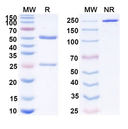 SDS-PAGE - Nofazinlimab Biosimilar - Anti-PD 1 Antibody - BSA and Azide free (A339144) - Antibodies.com