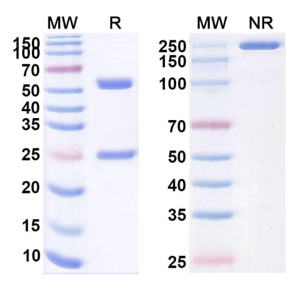 SDS-PAGE - Iparomlimab Biosimilar - Anti-PD 1 Antibody - BSA and Azide free (A339146) - Antibodies.com