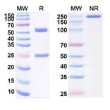 SDS-PAGE - Iparomlimab Biosimilar - Anti-PD 1 Antibody - BSA and Azide free (A339146) - Antibodies.com