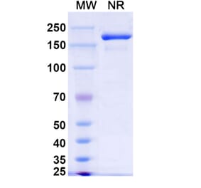 SDS-PAGE - Xeligekimab Biosimilar - Anti-IL-17A Antibody - BSA and Azide free (A339150) - Antibodies.com
