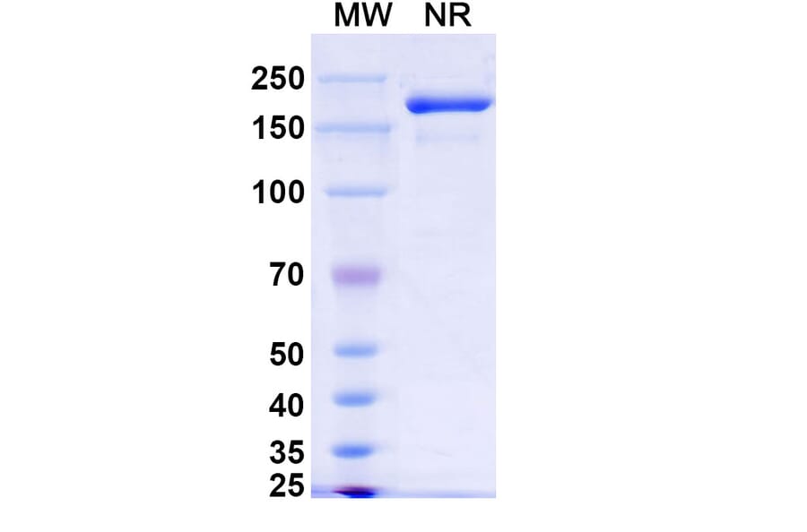 SDS-PAGE - Xeligekimab Biosimilar - Anti-IL-17A Antibody - BSA and Azide free (A339150) - Antibodies.com
