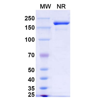 SDS-PAGE - Xeligekimab Biosimilar - Anti-IL-17A Antibody - BSA and Azide free (A339150) - Antibodies.com