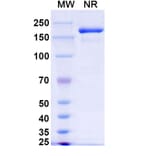 SDS-PAGE - Xeligekimab Biosimilar - Anti-IL-17A Antibody - BSA and Azide free (A339150) - Antibodies.com