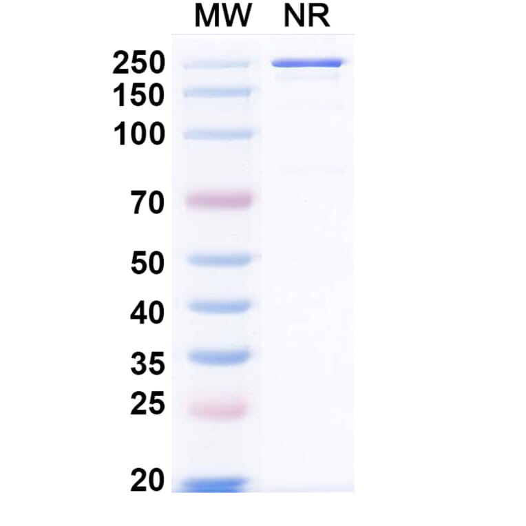 SDS-PAGE - Xeligekimab Biosimilar - Anti-IL-17A Antibody - BSA and Azide free (A339150) - Antibodies.com