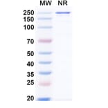 SDS-PAGE - Xeligekimab Biosimilar - Anti-IL-17A Antibody - BSA and Azide free (A339150) - Antibodies.com