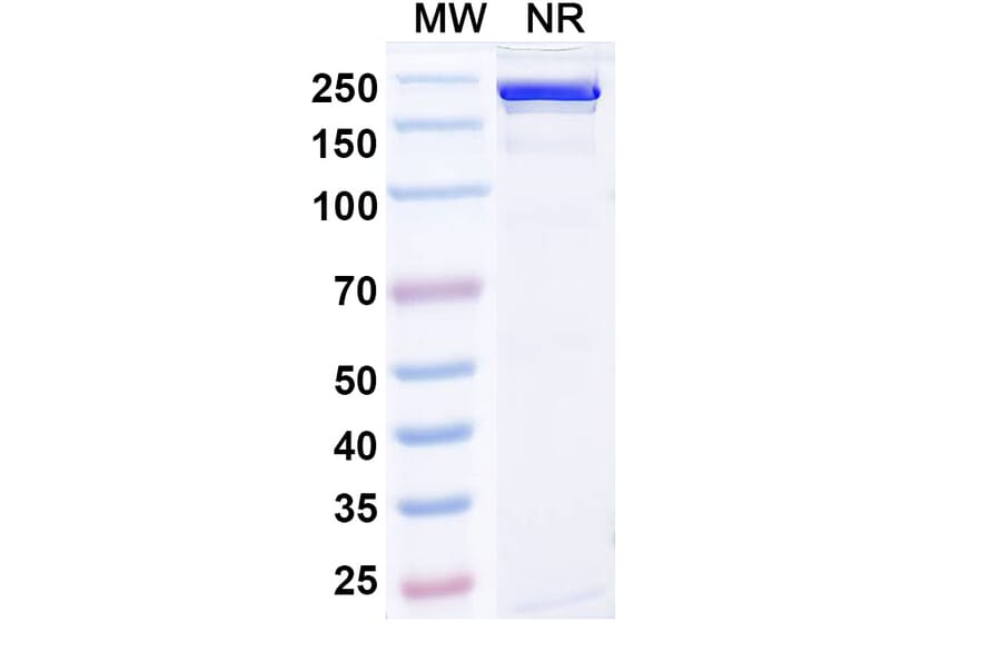 SDS-PAGE - Gumokimab Biosimilar - Anti-IL-17A Antibody - BSA and Azide free (A339151) - Antibodies.com