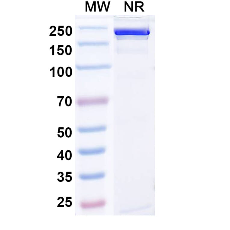 SDS-PAGE - Gumokimab Biosimilar - Anti-IL-17A Antibody - BSA and Azide free (A339151) - Antibodies.com