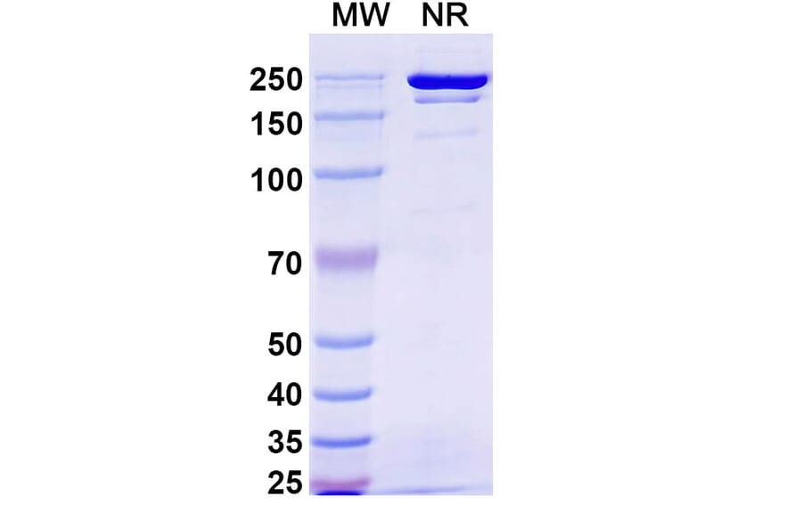 SDS-PAGE - Gumokimab Biosimilar - Anti-IL-17A Antibody - BSA and Azide free (A339151) - Antibodies.com