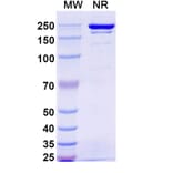 SDS-PAGE - Gumokimab Biosimilar - Anti-IL-17A Antibody - BSA and Azide free (A339151) - Antibodies.com