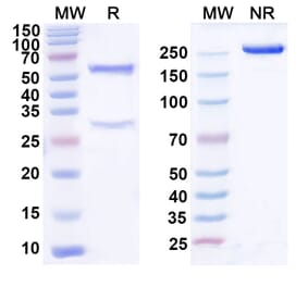 SDS-PAGE - Tamgiblimab Biosimilar - Anti-TIGIT Antibody - BSA and Azide free (A339152) - Antibodies.com