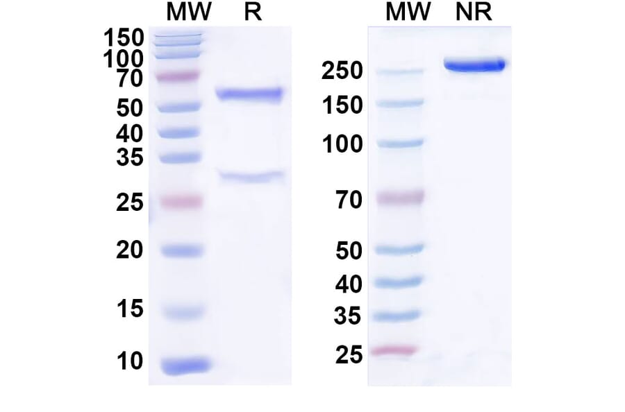 SDS-PAGE - Tamgiblimab Biosimilar - Anti-TIGIT Antibody - BSA and Azide free (A339152) - Antibodies.com