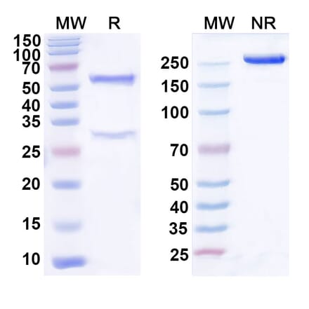 SDS-PAGE - Tamgiblimab Biosimilar - Anti-TIGIT Antibody - BSA and Azide free (A339152) - Antibodies.com
